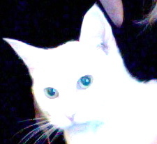 Msbitty's profile picture. Interested in everything. Love to  be amused, entertained, and educated. If you are funny, love music, news, great food, or r clever, I will probably follow u.