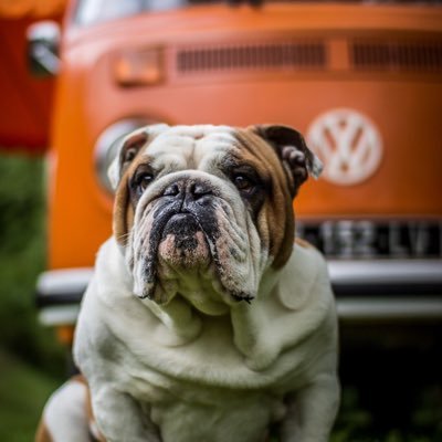 I'm a Volkswagen sales professional, trying to prove I'm the best in a male dominant field