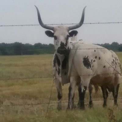 Semi-retired cow tender. Are you registered to vote? Please check your voter registration. https://t.co/SRuYvAOzQt