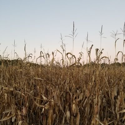 jkmommabear2's profile picture. KSU alumni. Momma Bear.