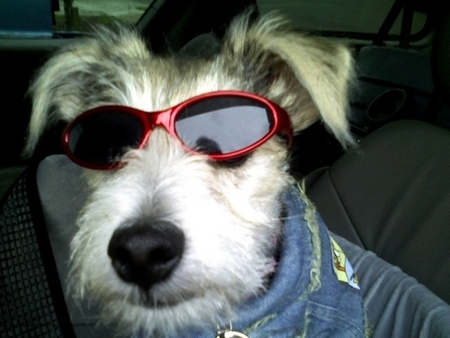 ibelong2lucy's profile picture. Service Dog owner & trainer providing Behavior Training & Host-Family style Doggie Daycare & Lodging.