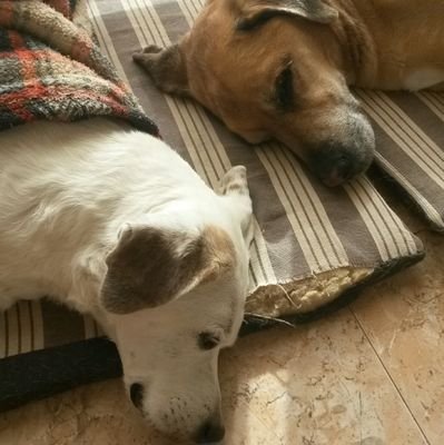 Josep_l_'s profile picture. 