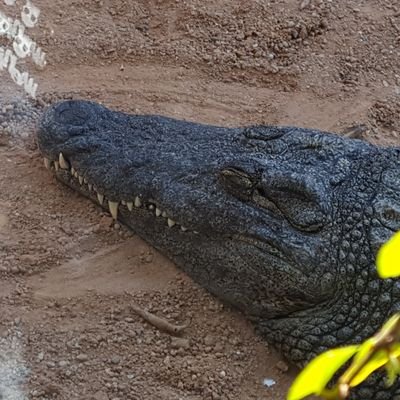 maximusludus's profile picture. 