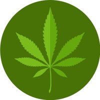 Cannabis Insight(@Canna_Insight) 's Twitter Profile Photo