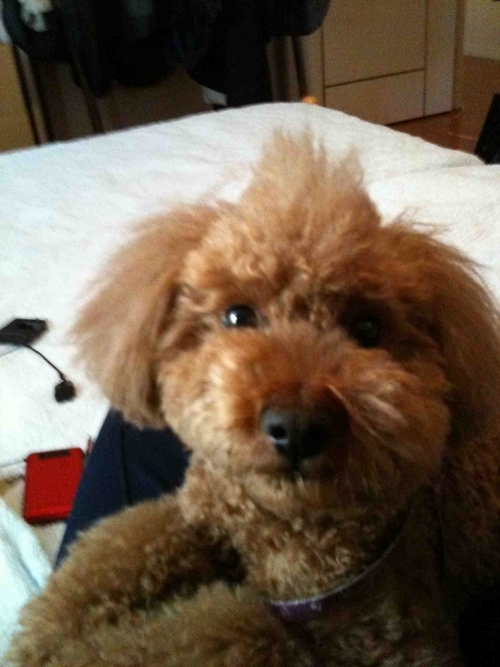 愛犬のお骨と一緒に福岡に戻ってきました