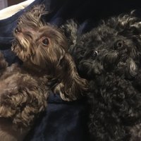 こた (@wg_kaw) Twitter profile photo