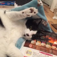 リリアナ@IFY785HS (@ify785hs) 's Twitter Profile