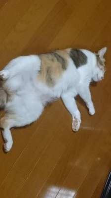 meikou55's profile picture. 
