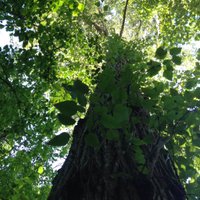 Bella (@envcomdev) 's Twitter Profile