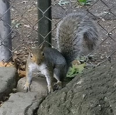 HarlemSquirrel Profile Picture