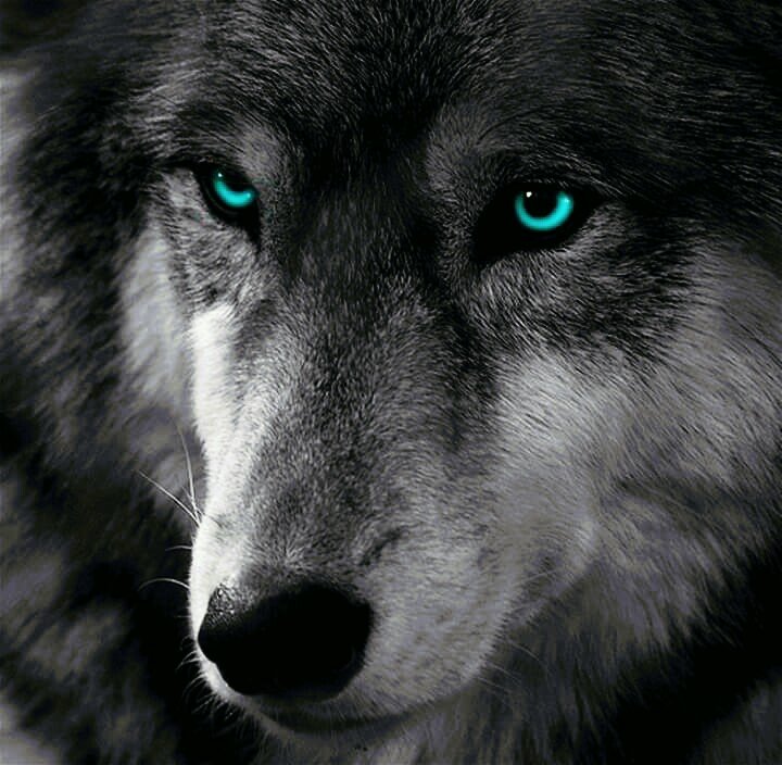 luporino's profile picture. ‏řٳ