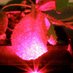 Giraldo Lab (@jpgiraldolab) Twitter profile photo