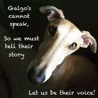 Greyhound, Galgo & Podenco Awareness - Anti #Greyhound Racing & Anti Hunting with #Galgos & #Podencos
**Sometimes Graphic/Sensitive Content**
