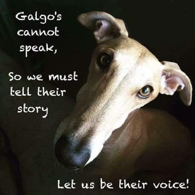 Greyhound, Galgo & Podenco Awareness - Anti #Greyhound Racing & Anti Hunting with #Galgos & #Podencos 
**Sometimes Graphic/Sensitive Content**