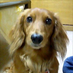 ジェフ千葉⚽️ ワンにゃん😸FTISLAND🎸他band大好き