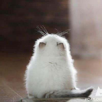 郁离_vorwärts٩( 'ω' )وさんのプロフィール画像