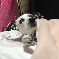 くらんべりー (@i_am_cranberry_) 's Twitter Profile