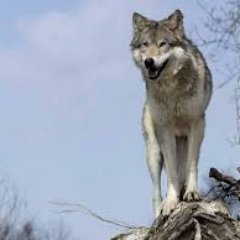 1988igorehimen1's profile picture. 