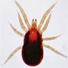 Mitesmiter's profile picture. I'm a past Bird Mite sufferer . I did find a natural way to end the horror of a Bird Mite infestation..Yes, believe me there is hope and I've got it !!