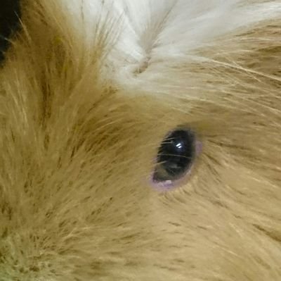 蘭(2024.1.23)。ソラには、モルモットのバニラ&ちゃーちゃん&モコ&ユキ&銀がいつもキュィキュイと鳴きながら走り回っています(๑´`๑)♡。