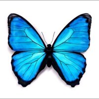 Blue Butterfly 🦋(@Dgypsidiary11) 's Twitter Profile Photo