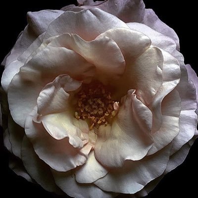 hatice_odev's profile picture. 