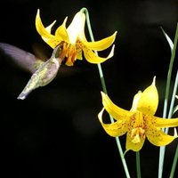 FrederictonBotanicGarden (@fredbotgarden) 's Twitter Profile