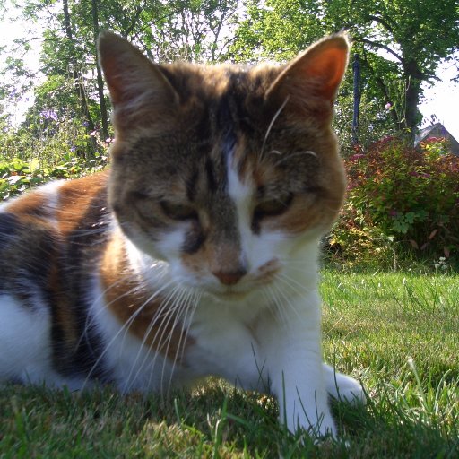 Evolutionary Geneticist with a broad interest in population structure, Tilia and Plantago and lots of choir singing. European, Dutch actually, cat lover.