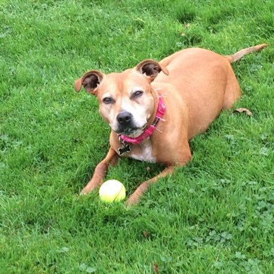 Shanners1508's profile picture. 🐾🐾😘😘 #Dontshopadopt #rescuedog #staffie