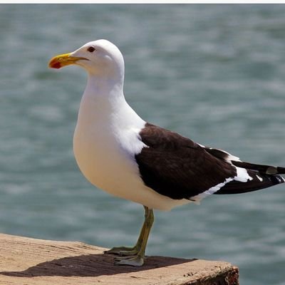 El pájaro loco es un pájaro que está loco.