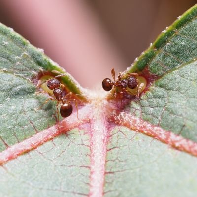 tkd_antant's profile picture. 研究員@富士山　訪花昆虫の自動観察とかやっています
ポストは一個人としての意見です