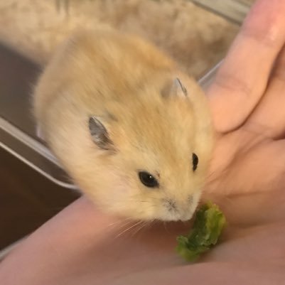 まー坊 れもんの寝顔 かわいい プディングジャンガリアン ハムスター まー坊 れもんの寝顔 かわいい プディングジャンガリアン ハムスター