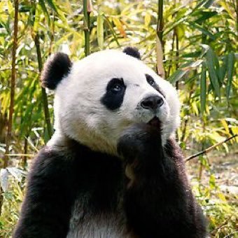 PeeDeeddy's profile picture. 