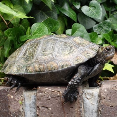 hachirogata's profile picture. 