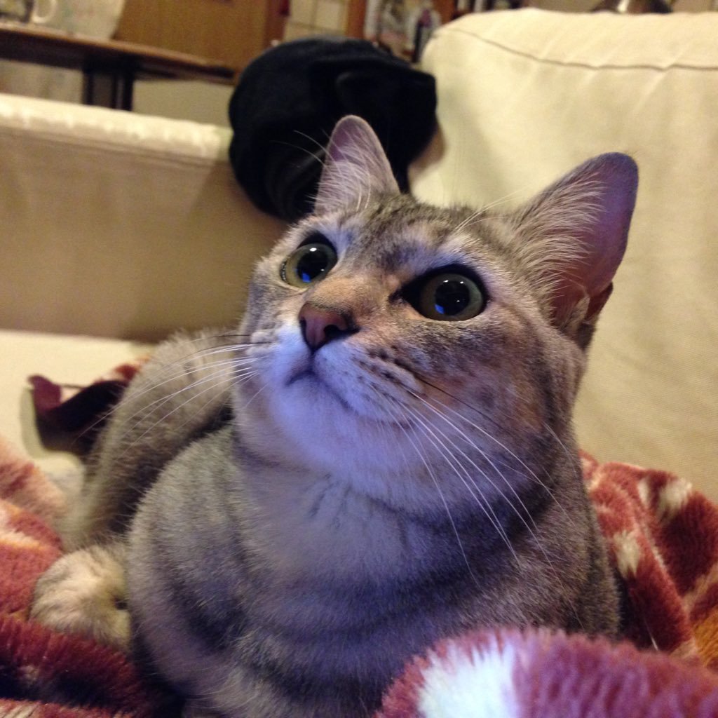 zezehihi's profile picture. ダイエット目的でウォーキングを始めたら、あまりのゴミの多さに驚き。歩きながら拾う。【六四天安門】