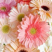 綺麗なものが好き🌹 閲覧