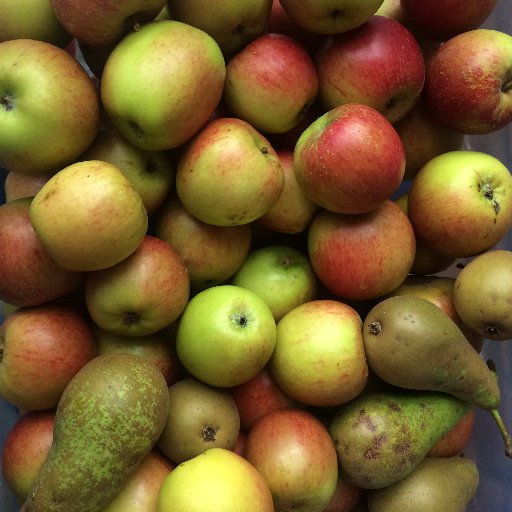 Edible York's Urban Harvesting Project. Got a tree to pick? Know a tree to pick? Want to help pick? Need fruit? Then this is the place for you.