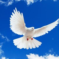 ince memed (@aydogacak) Twitter profile photo