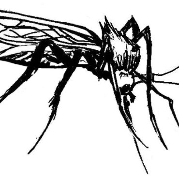 MosquitoSupper Profile Picture