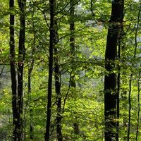 🍀 🌳 🌻 🦋 🍀 Hans (@merk_hans) 's Twitter Profile