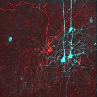 Beatriz Rico (@rico_lab) 's Twitter Profile