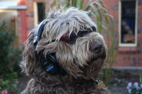 my_dog_training's profile picture. Every year many dogs abandon @ rescue shelters cause owners didn't know how easy dogtraining can be so please Support