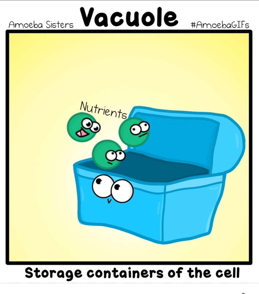 Vacuole 