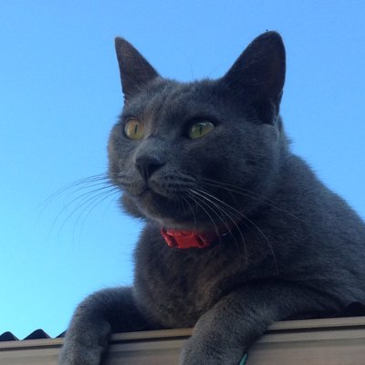 みんみも グレーの雑種猫 Mintomi 24sma Twitter