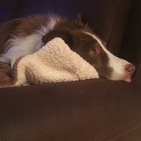 Karen Kelly (@kazk) 's Twitter Profile Photo