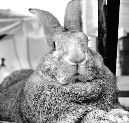 giantwabbits's profile picture. Maryland's First Registered Flemish Giant Breeders.  Big wabbits from the Blue Ridge!