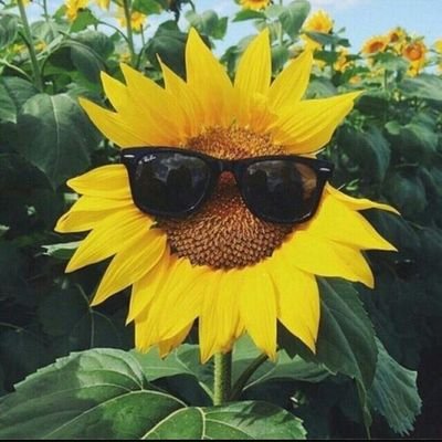 sunkissed959's profile picture. Migas de granos