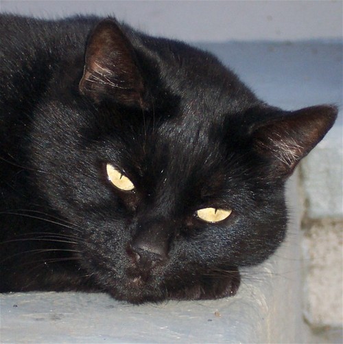 Porter_Cat's profile picture. Fat and happy, catching moths for fun.