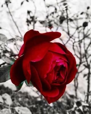 sskss20091's profile picture. ‏‏استغفر الله العظيم