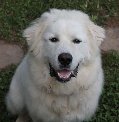 number1goodboy's profile picture. Treats?!